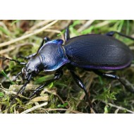 Carabus ( Megodontus) purpurascens laevicostatus