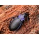 Carabus ( Megodontus) purpurascens trans ad. violaceus