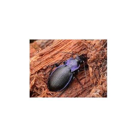 Carabus ( Megodontus) purpurascens crenata