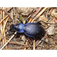 Carabus ( Megodontus) problematicus pseudogallicus