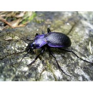 Carabus ( Megodontus) problematicus harcyniae