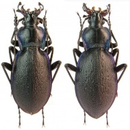 Carabus (Oxycarabus) saphyrinus pirithous