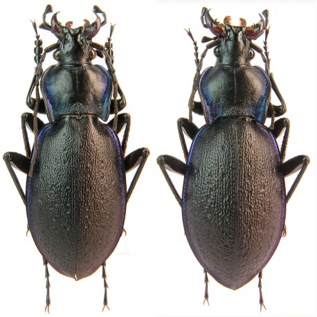 Carabus (Oxycarabus) saphyrinus pirithous