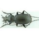 Carabus (Oxycarabus) saphyrinus pirithous