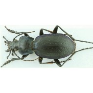 Carabus (Oxycarabus) saphyrinus rabaronianus