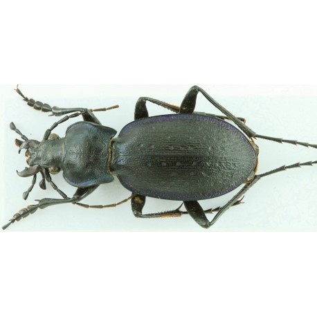 Carabus (Oxycarabus) saphyrinus rabaronianus