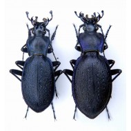 Carabus (Oxycarabus) saphyrinus pirithous