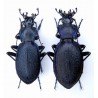 Carabus ( Lamprostus ) saulcyi jitkae