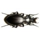 Carabus ( Lamprostus ) saulcyi jitkae