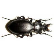 Carabus ( Lamprostus ) saulcyi jitkae