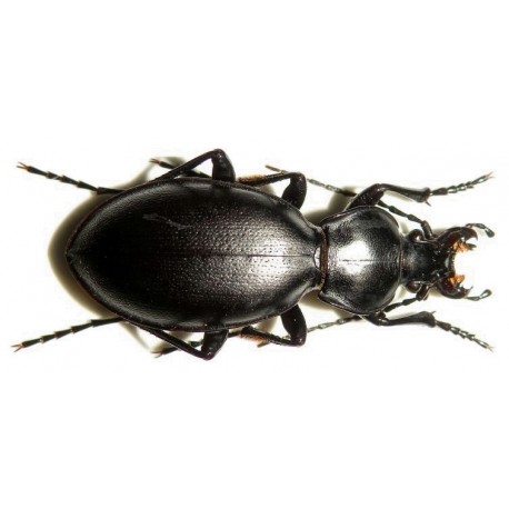 Carabus (Oxycarabus) saphyrinus pirithous