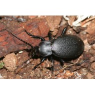 Carabus ( Procrustes)  coriaceus coriaceus