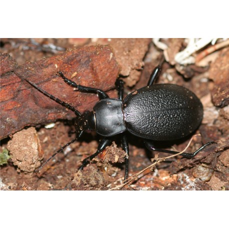 Carabus ( Procrustes)  coriaceus coriaceus