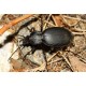 Carabus ( Procrustes)  coriaceus coriaceus