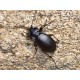 Carabus ( Procrustes)  coriaceus coriaceus