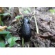 Carabus ( Procrustes)  coriaceus coriaceus