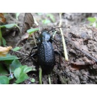 Carabus ( Procrustes)  coriaceus coriaceus