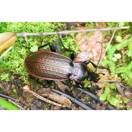 Carabus ( Procrustes)  coriaceus coriaceus