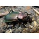 Carabus ( Procrustes)  coriaceus coriaceus