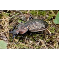 Carabus ( Procrustes)  coriaceus coriaceus