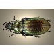 Carabus ( Procrustes)  coriaceus coriaceus