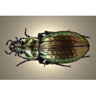 Carabus (Eucarabus) ullrichi superbus