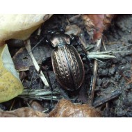 Carabus ( Procrustes)  coriaceus coriaceus