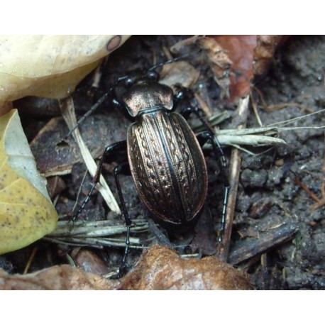 Carabus ( Procrustes)  coriaceus coriaceus