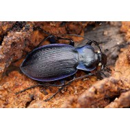 Carabus (Eucarabus) catenulatus