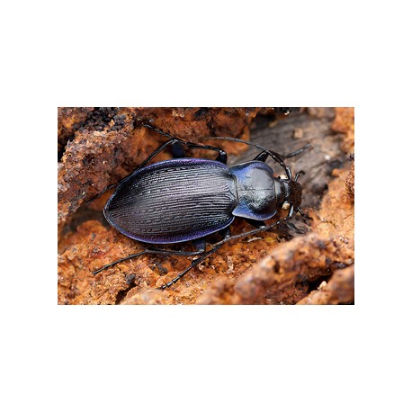 Carabus ( Procrustes)  coriaceus coriaceus