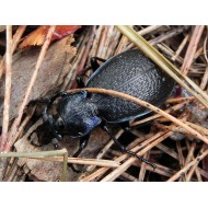 Carabus (Archicarabus) rossii