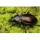 Carabus ( Procrustes)  coriaceus coriaceus