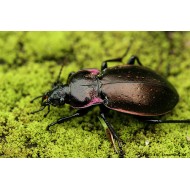 Carabus (Archicarabus) nemoralis freneyi