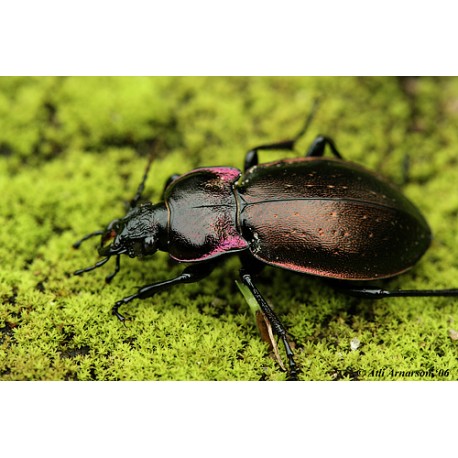 Carabus ( Procrustes)  coriaceus coriaceus