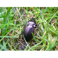 Carabus (Archicarabus) nemoralis lucidus