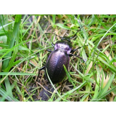 Carabus ( Procrustes)  coriaceus coriaceus