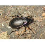 Carabus ( Procrustes)  coriaceus coriaceus