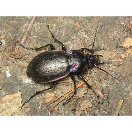 Carabus ( Procrustes)  coriaceus coriaceus