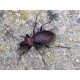 Carabus ( Procrustes)  coriaceus coriaceus