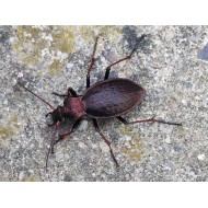 Carabus ( Procrustes)  coriaceus coriaceus