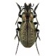 Carabus ( Procrustes)  coriaceus coriaceus