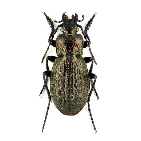 Carabus (Orinocarabus) alpestris adamellicola