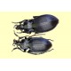 Carabus ( Procrustes)  coriaceus coriaceus