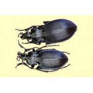 Carabus  (Pachystus) hortensis preslii