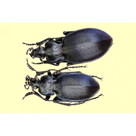 Carabus  (Pachystus) hortensis preslii