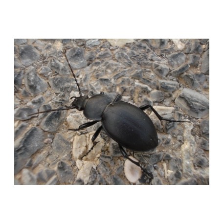 Carabus ( Procrustes)  coriaceus coriaceus