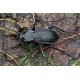 Carabus (Pachystus) hortensis hortensis