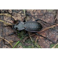 Carabus (Pachystus) hortensis hortensis