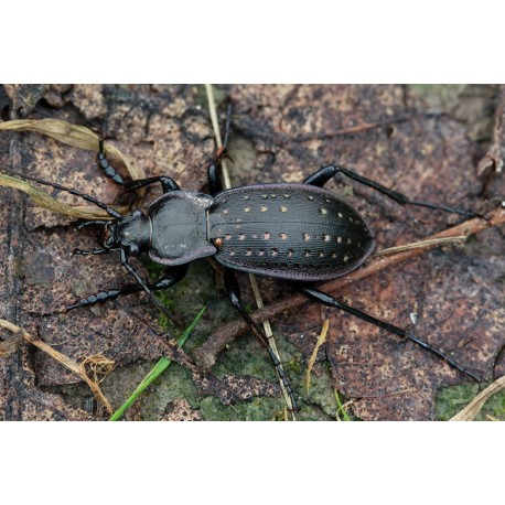 Carabus ( Procrustes)  coriaceus coriaceus