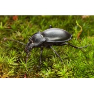 Carabus (Pachystus) glabratus